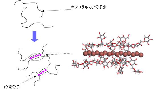 キシログルカンとヨウ素錯体ゲルのゲル化機構とその錯体モデル