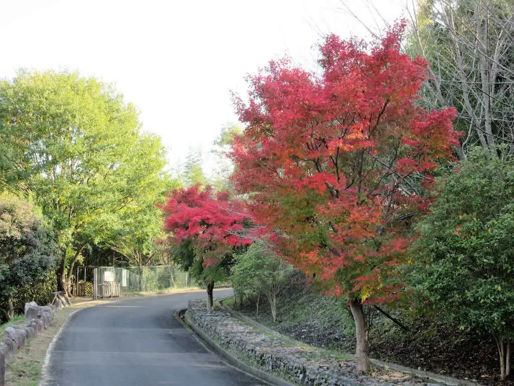 紅葉狩り