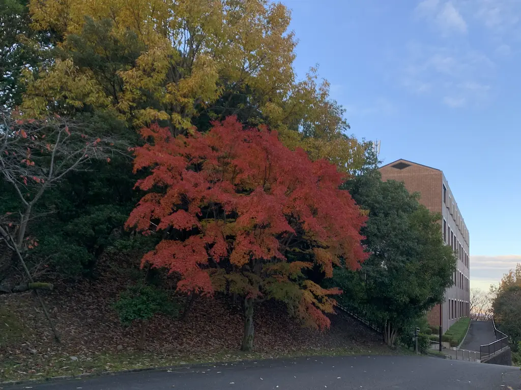 秋の四條畷キャンパス