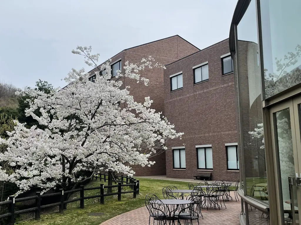 四條畷キャンパスの桜
